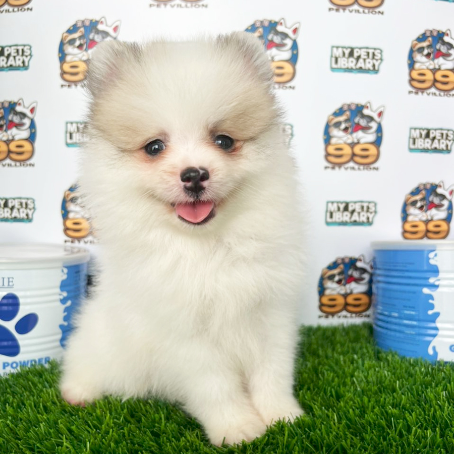 Pomeranian Puppy (Male) For Sale