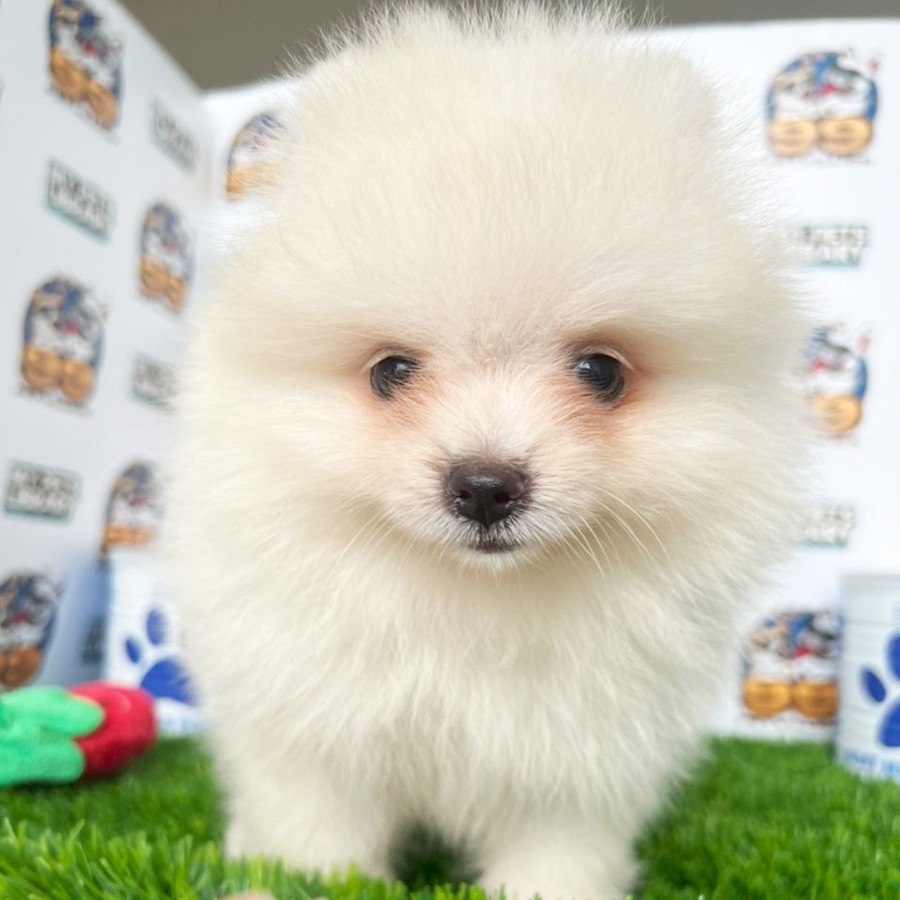 Pomeranian Puppy (Female) For Sale