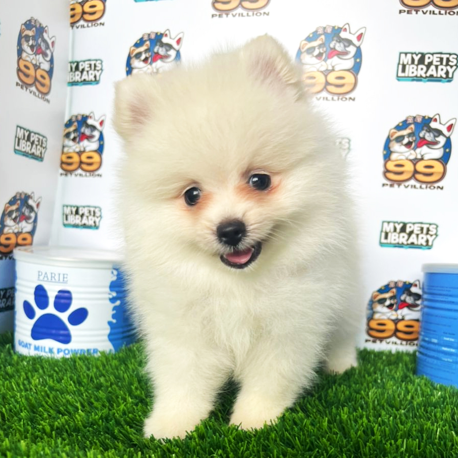 Pomeranian Puppy (Male) For Sale