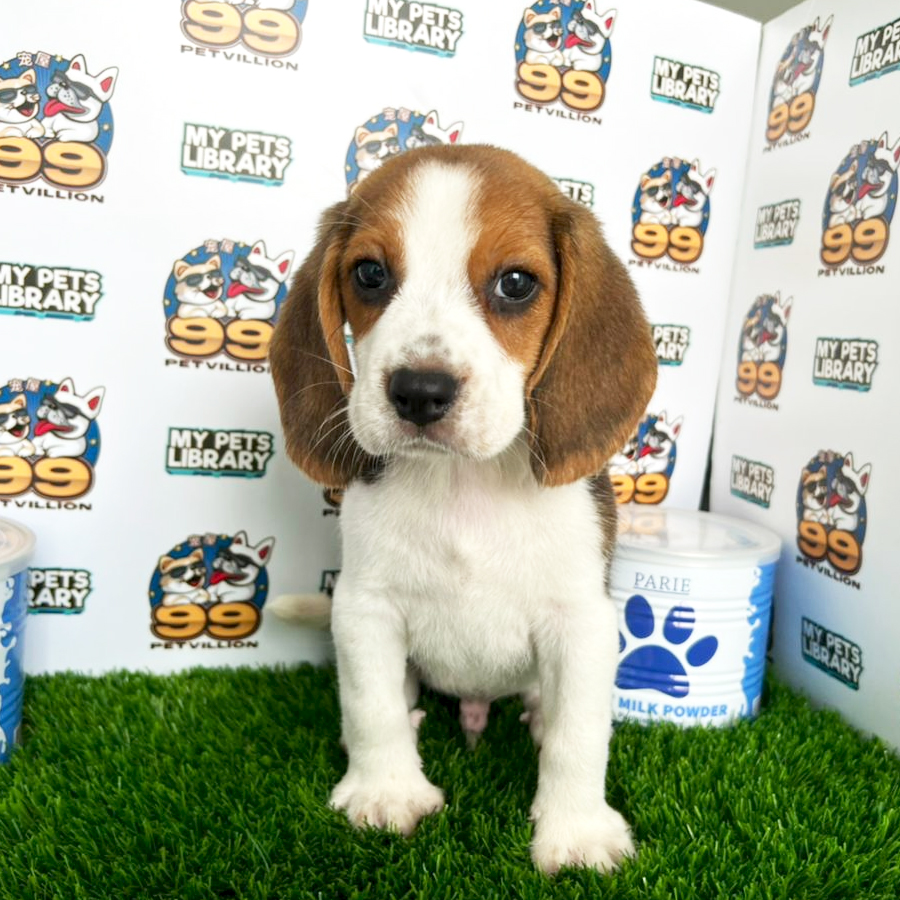 Beagle Puppy (Male) For Sale