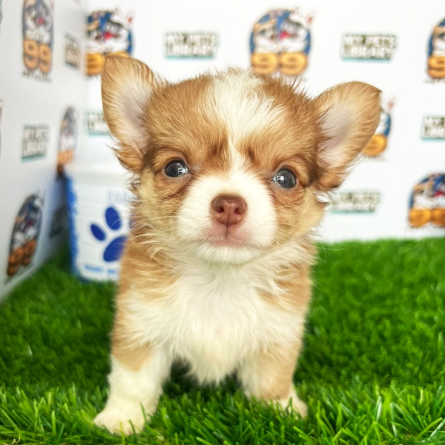 Chihuahua Puppy (Female) For Sale
