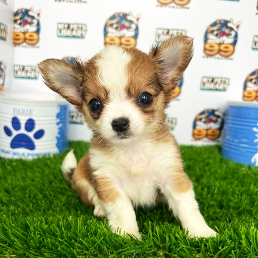 Chihuahua Puppy (Female) For Sale