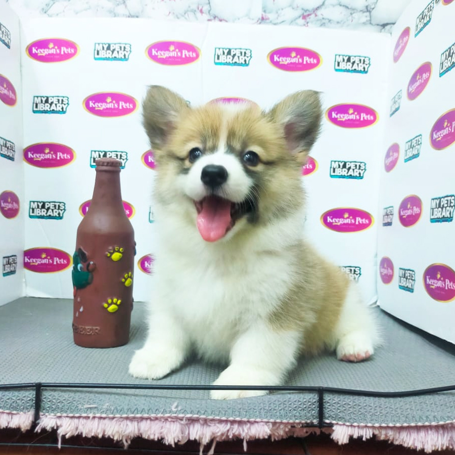 MKA Pembroke Welsh Corgi Puppy (Female) For Sale
