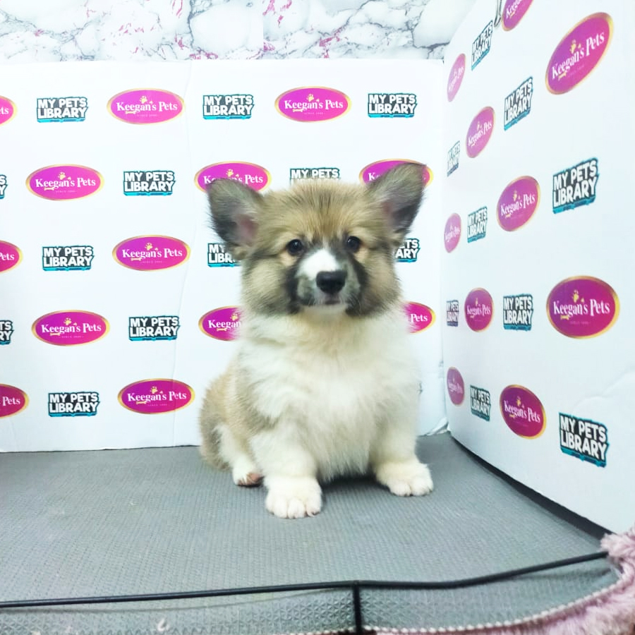 MKA Pembroke Welsh Corgi Puppy (Female) For Sale