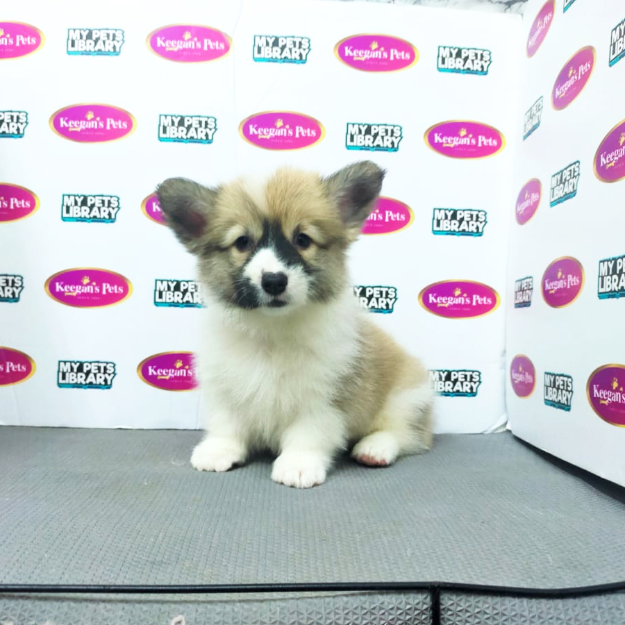 MKA Pembroke Welsh Corgi Puppy (Female) For Sale