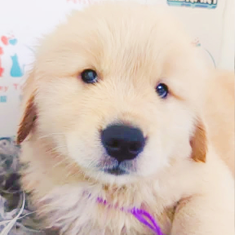Golden Retriever Puppy (Male) For Sale