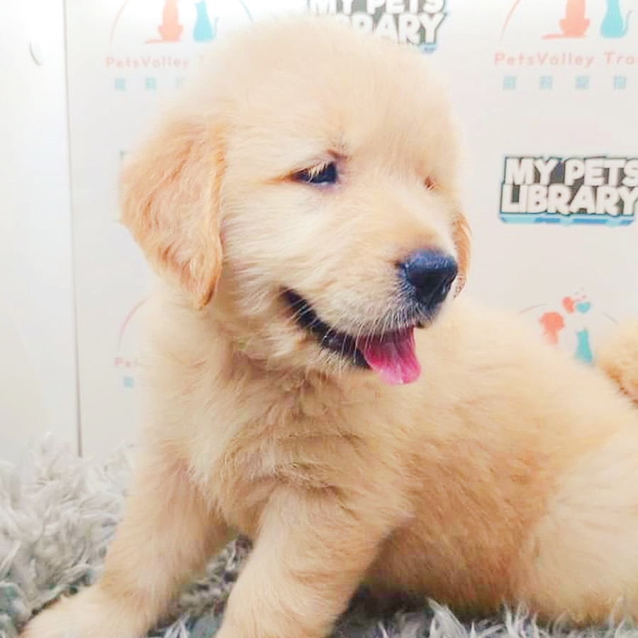 Golden Retriever Puppy (Female) For Sale