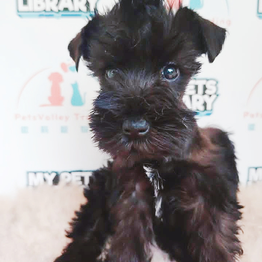 Schnauzer Puppy (Female) For Sale