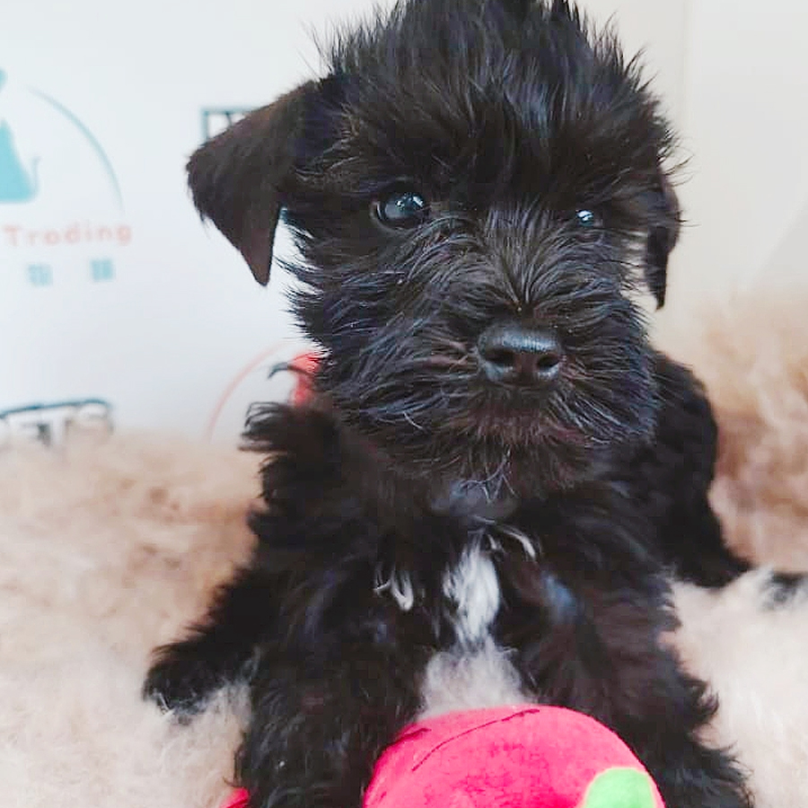 Schnauzer Puppy (Female) For Sale