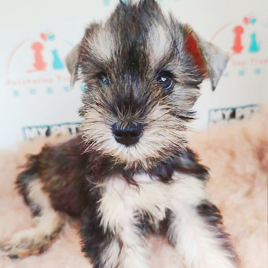 Schnauzer Puppy (Male) For Sale