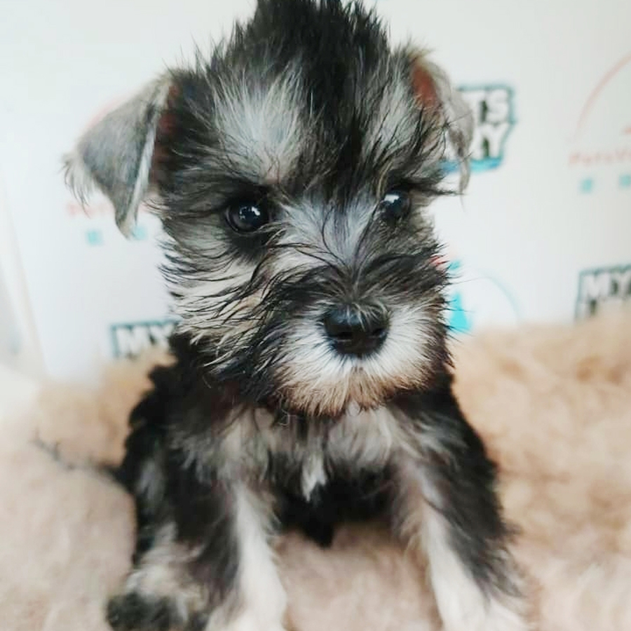Schnauzer Puppy (Female) For Sale