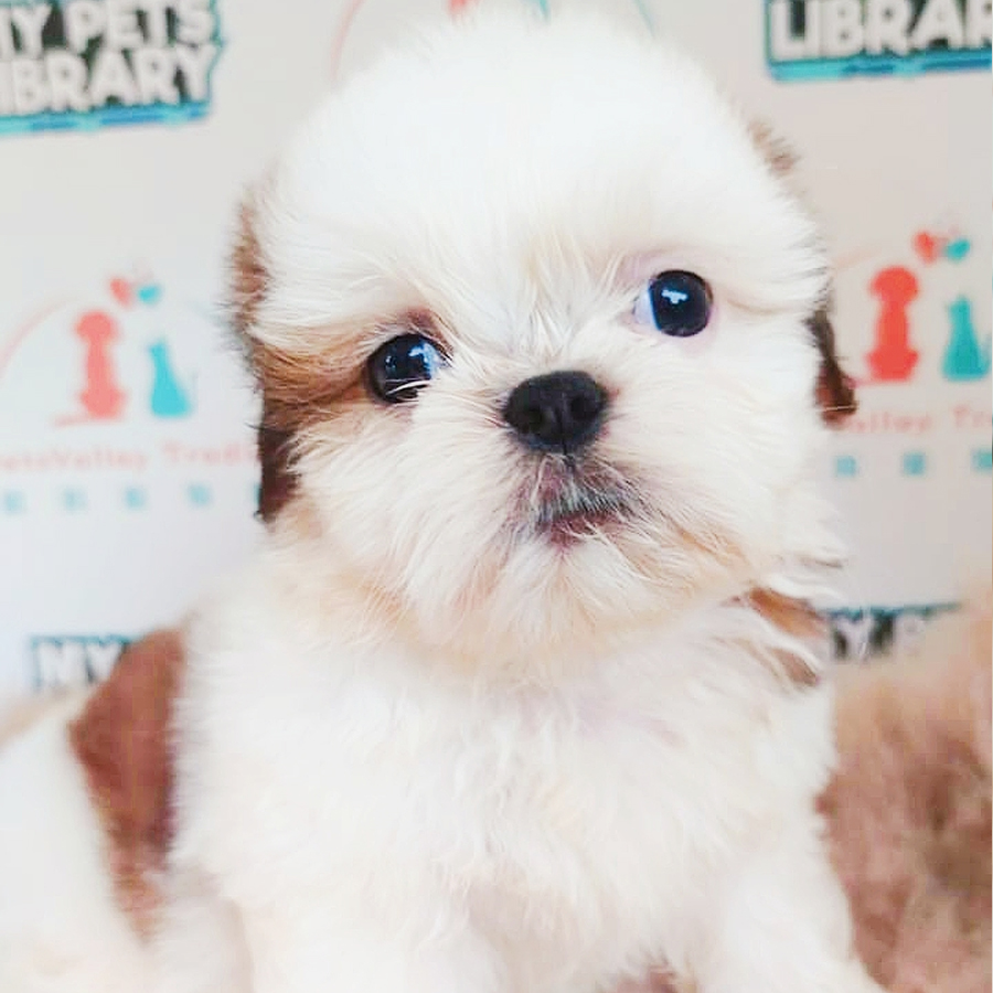 Shih Tzu Puppy (Female) For Sale