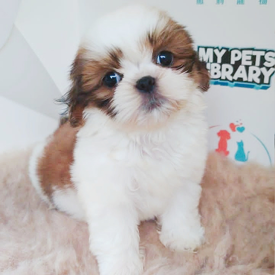 Shih Tzu Puppy (Female) For Sale
