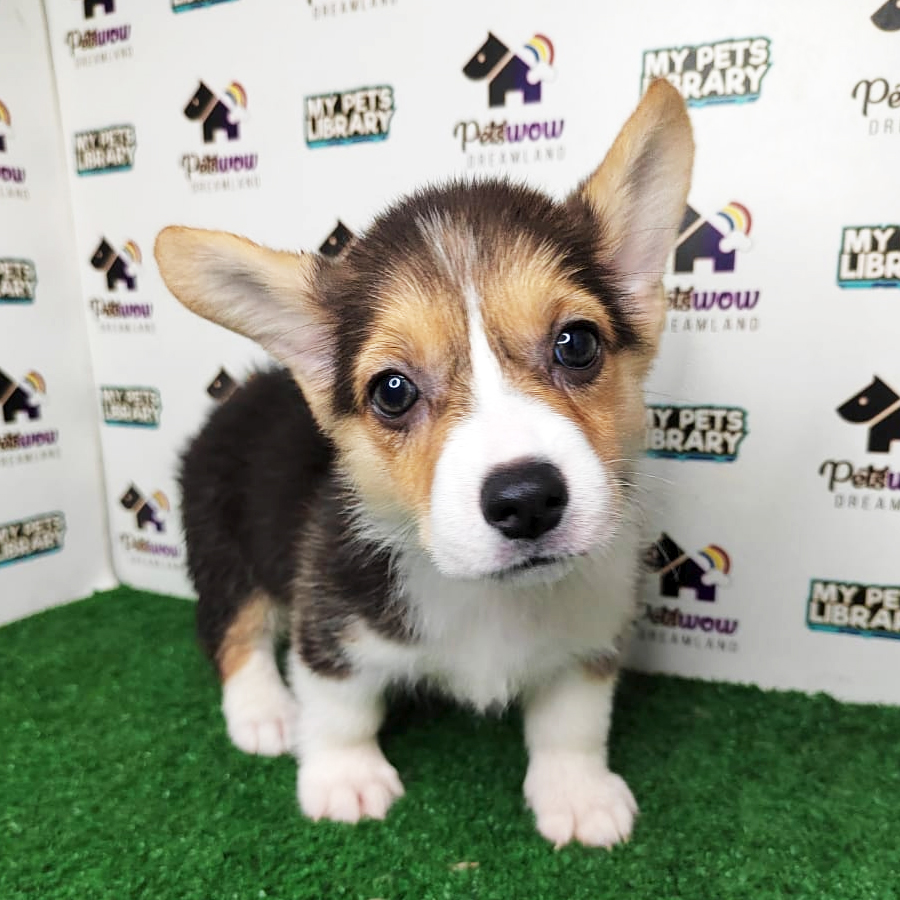 MKA Pembroke Welsh Corgi Puppy (Male) For Sale