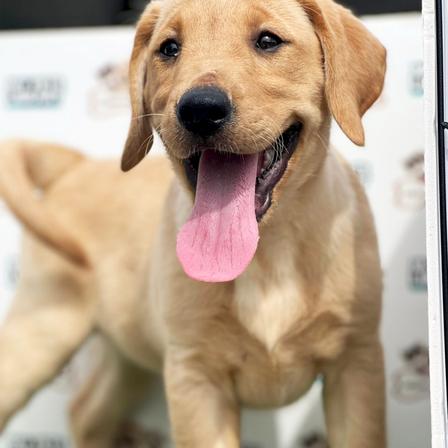 Labrador Retriever Puppy (Female) For Sale