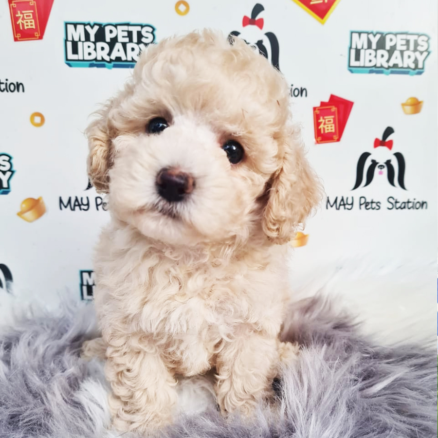 Toy Poodle Puppy (Female) For Sale