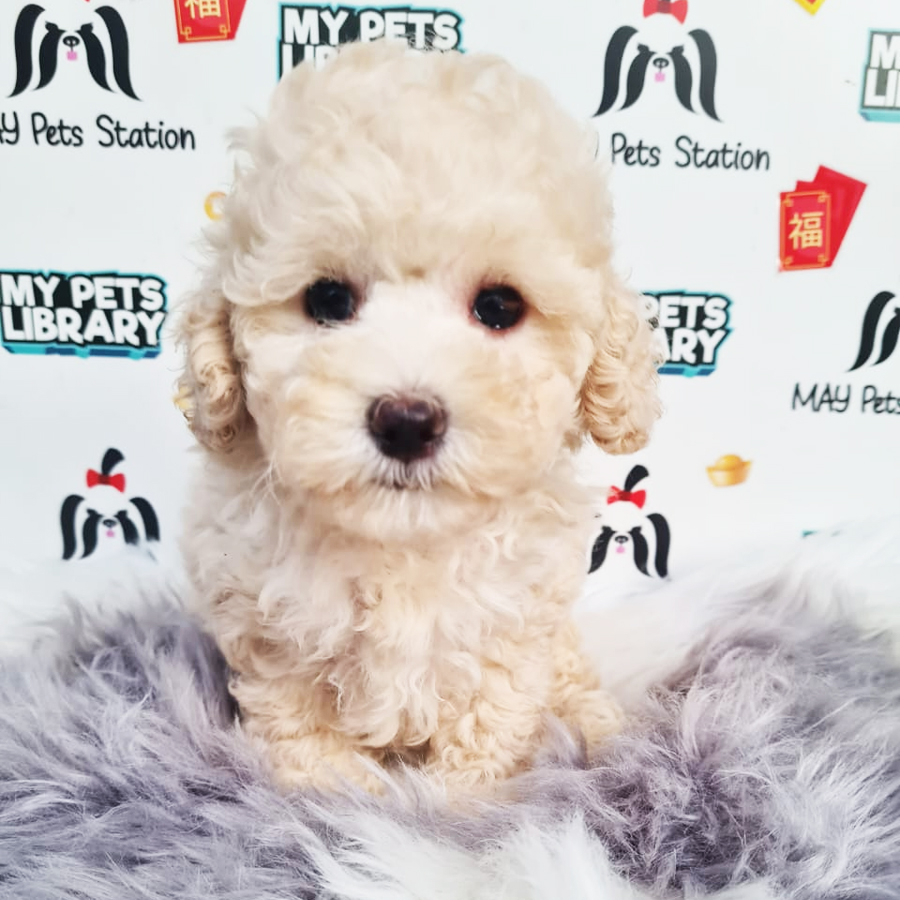 Toy Poodle Puppy (Female) For Sale