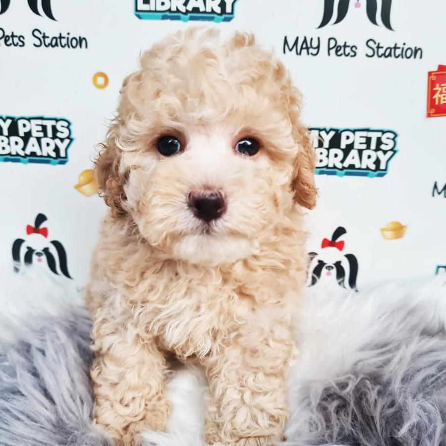 Toy Poodle Puppy (Male) For Sale