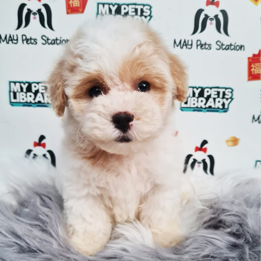 Maltipoo Puppy (Female) For Sale