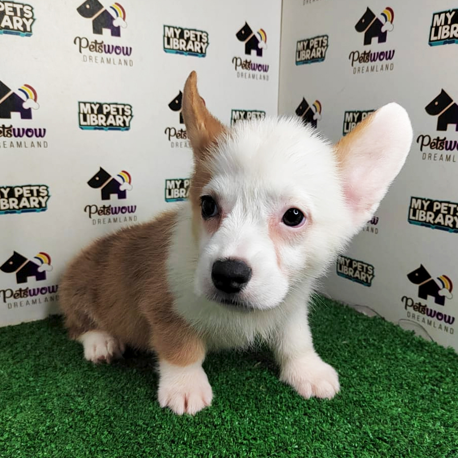 MKA Pembroke Welsh Corgi Puppy (Female) For Sale