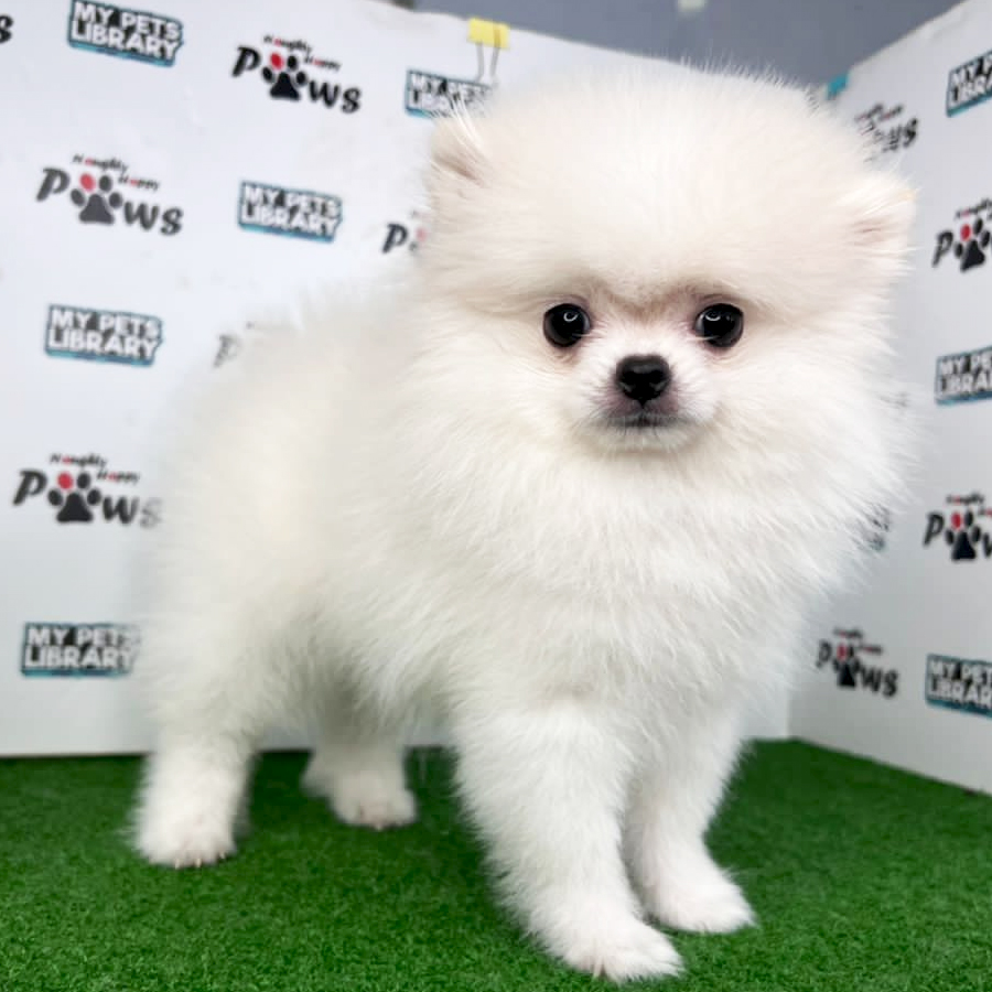 Pomeranian Puppy (Male) For Sale