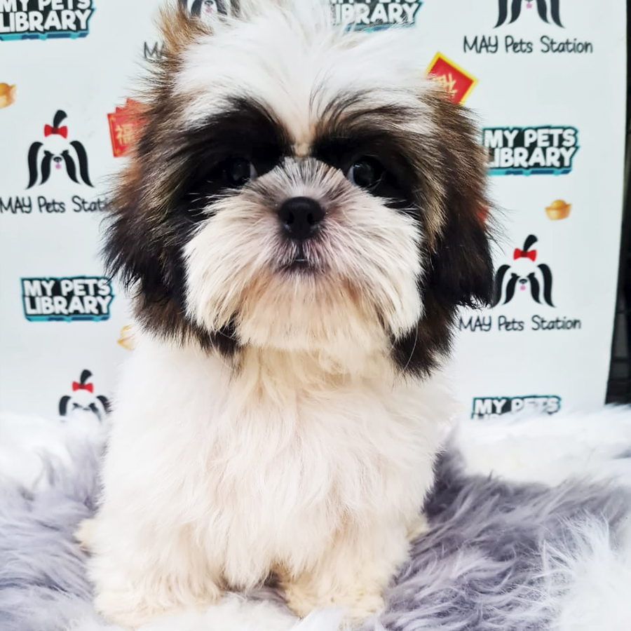 Shih Tzu Puppy (Female) For Sale
