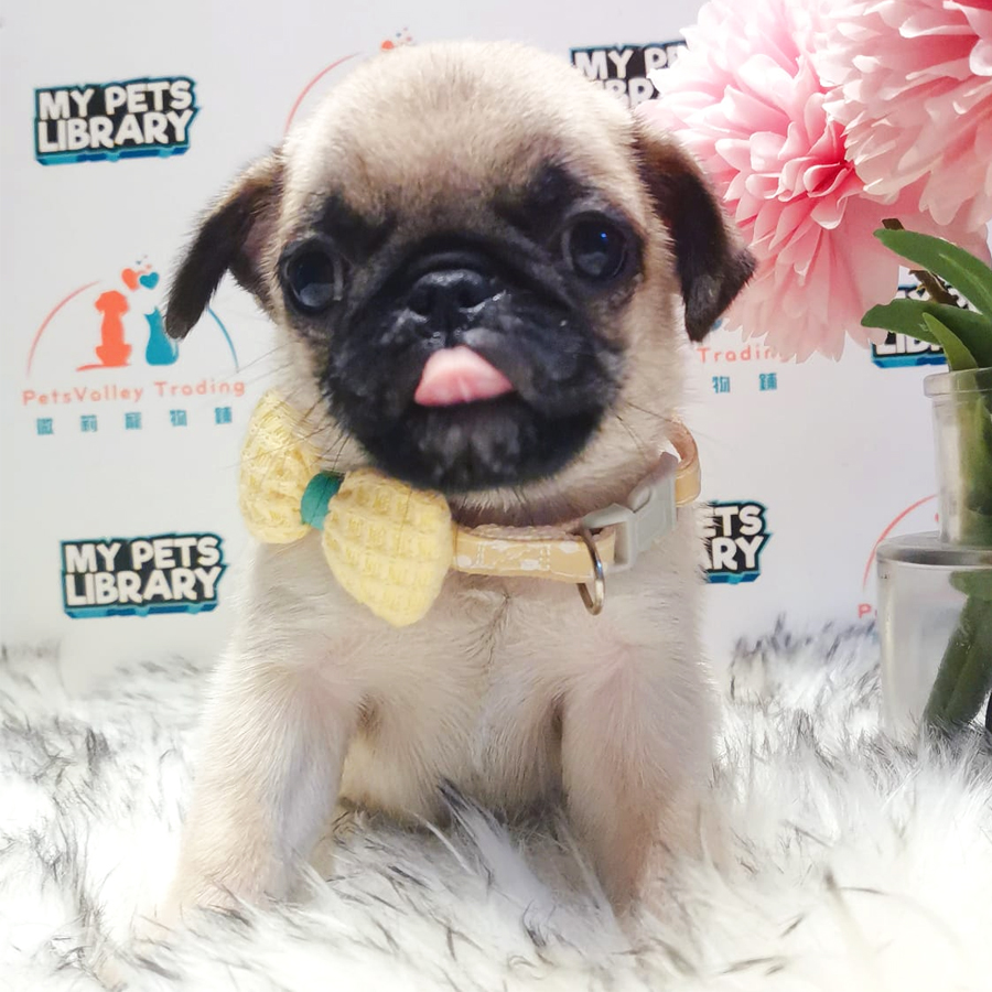 Pug Puppy (Male) For Sale