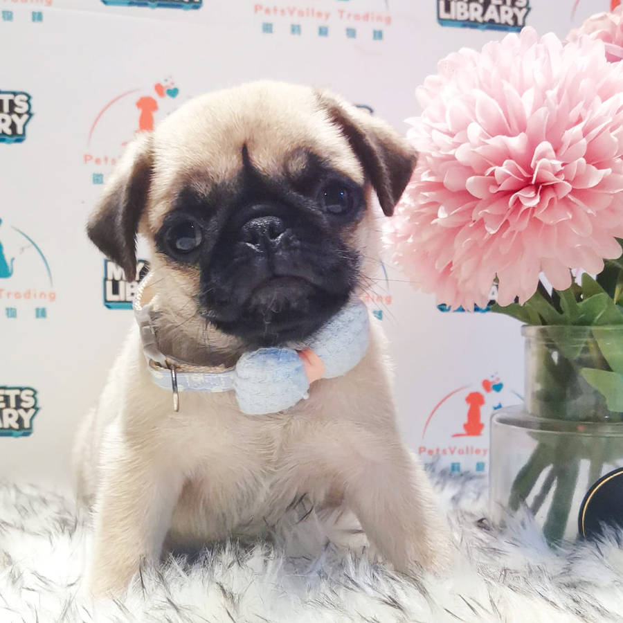 Pug Puppy (Male) For Sale