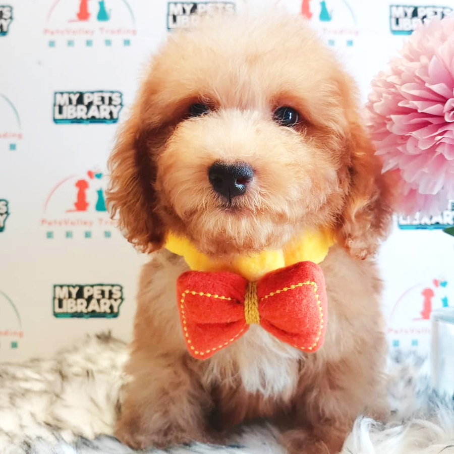 Toy Poodle Puppy (Male) For Sale