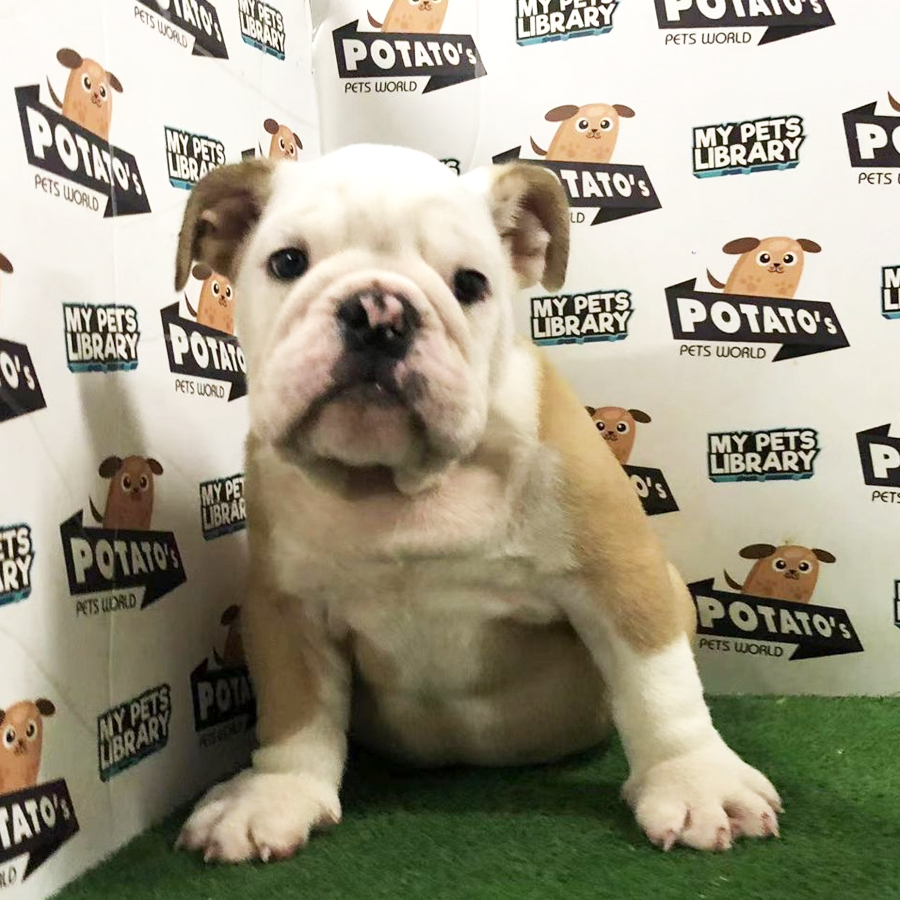 English Bulldog Puppy (Male) For Sale