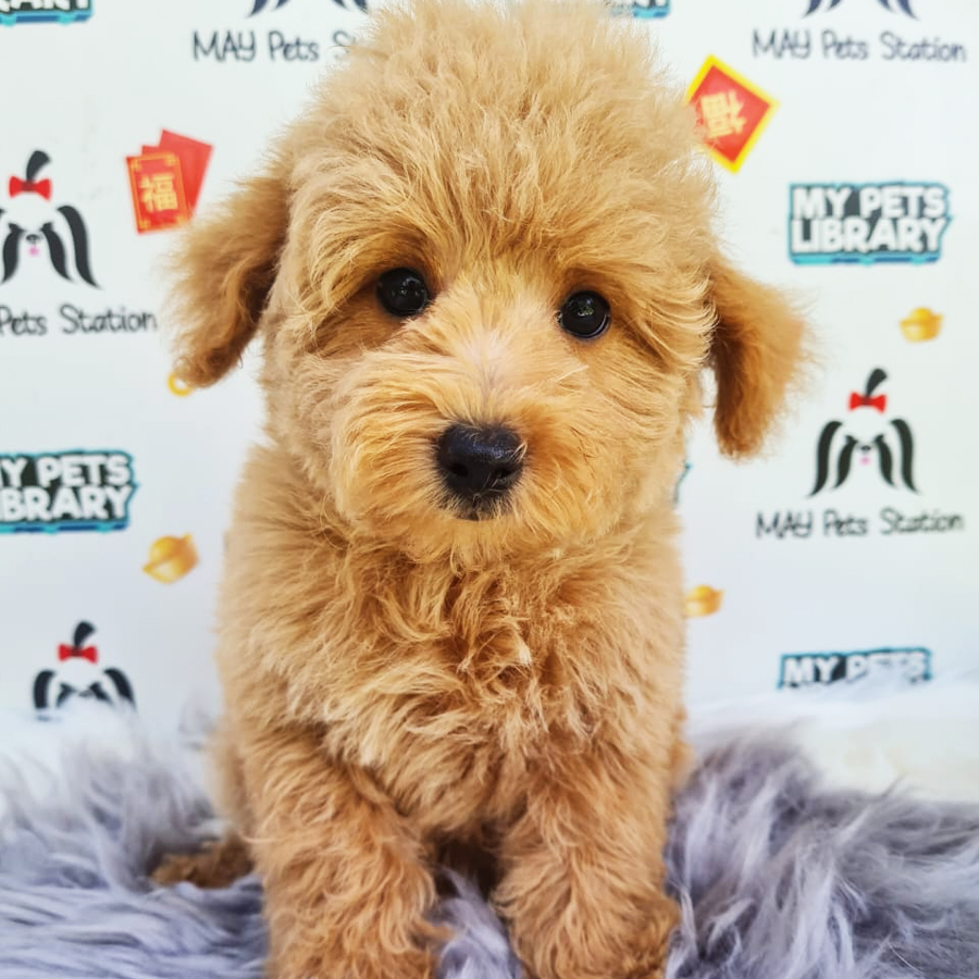 Toy Poodle Puppy (Male) For Sale
