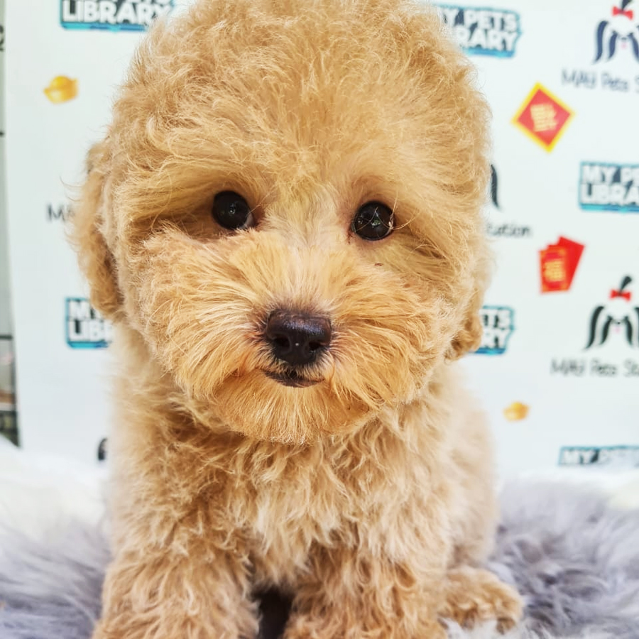 Toy Poodle Puppy (Male) For Sale