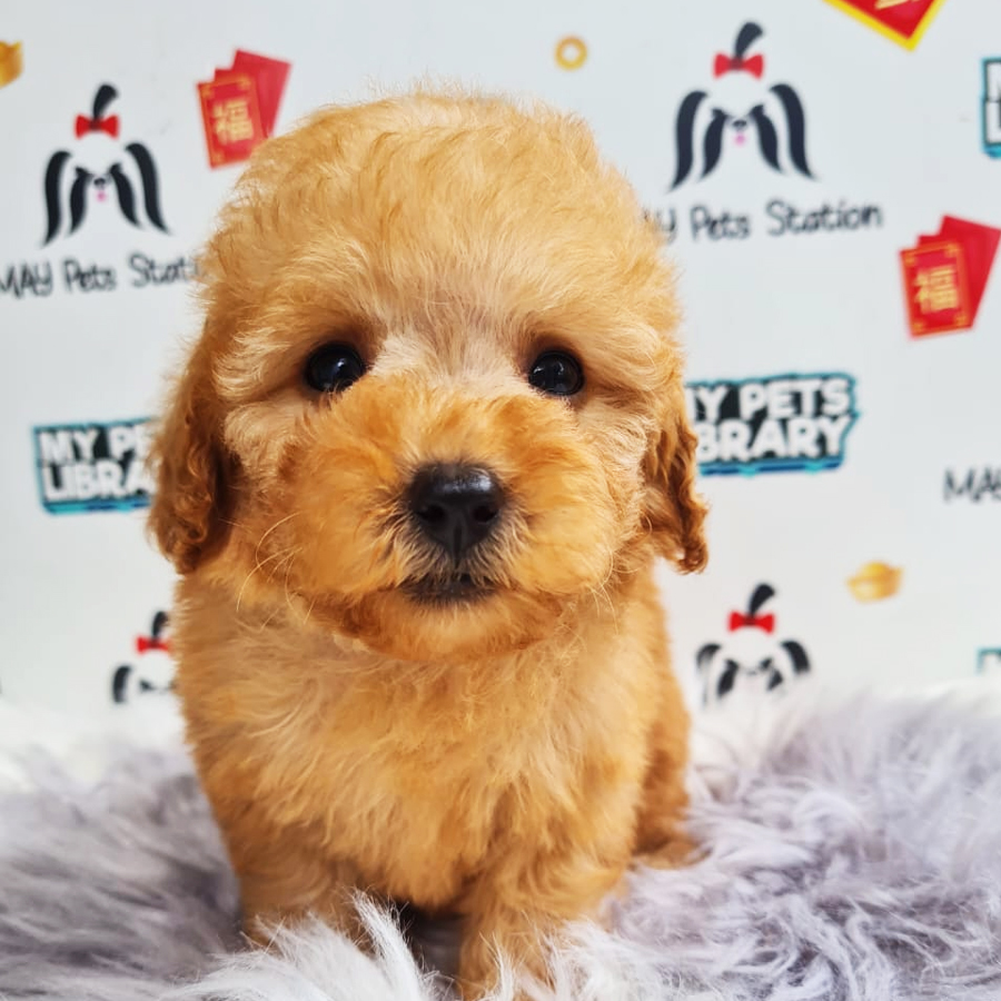 Toy Poodle Puppy (Female) For Sale