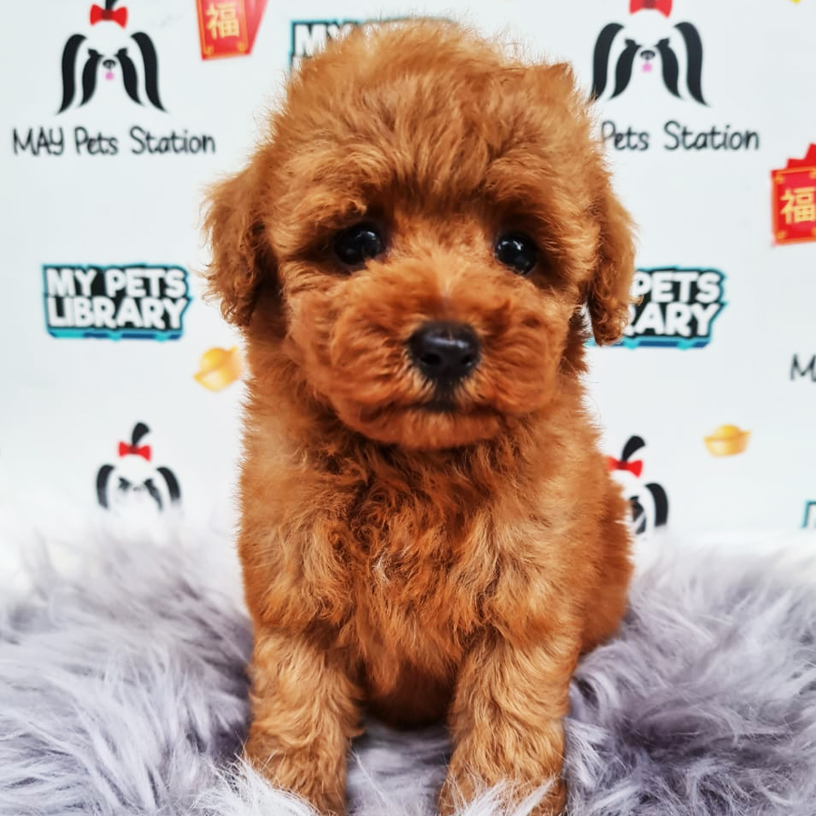 Toy Poodle Puppy (Female) For Sale