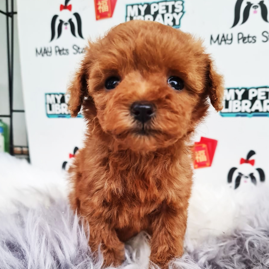 Toy Poodle Puppy (Female) For Sale