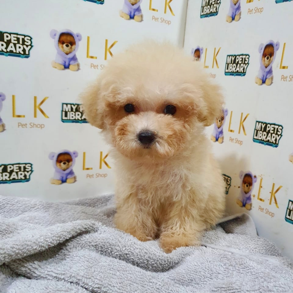 Toy Poodle Puppy (Female) For Sale