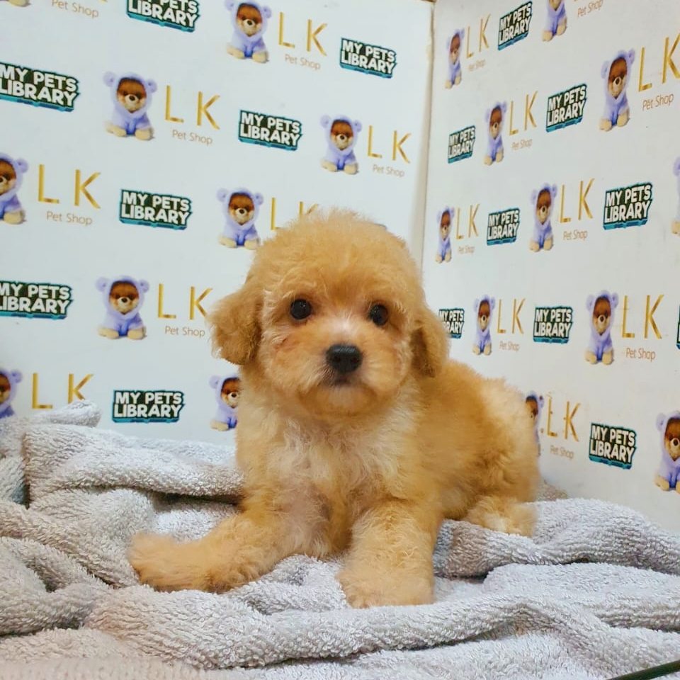 Toy Poodle Puppy (Female) For Sale