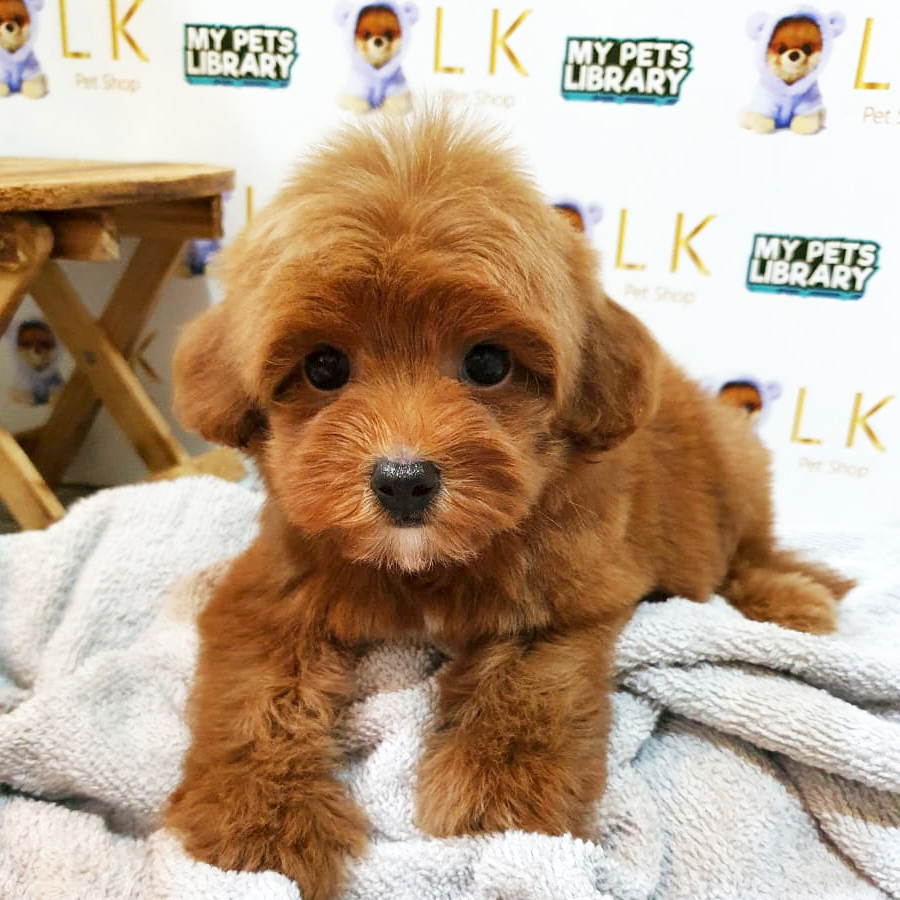 Toy Poodle Puppy (Female) For Sale