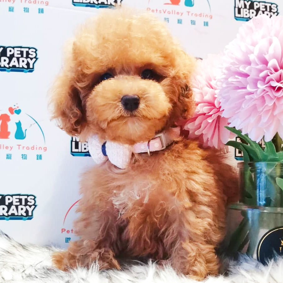 Toy Poodle Puppy (Female) For Sale