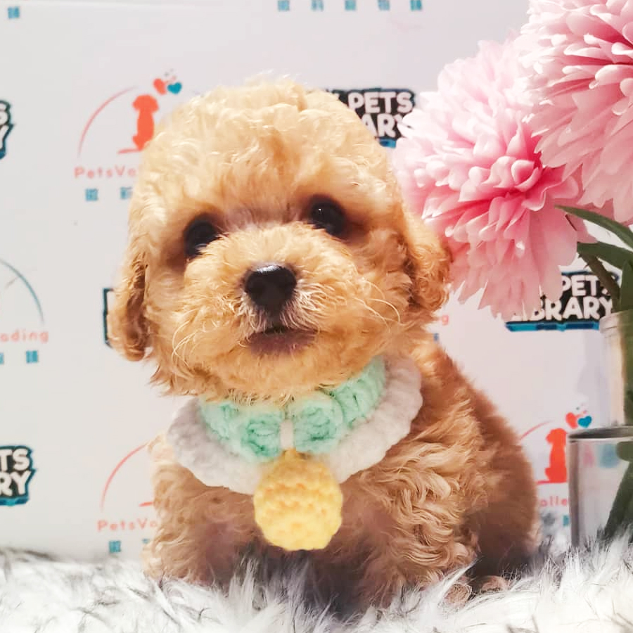 Toy Poodle Puppy (Male) For Sale