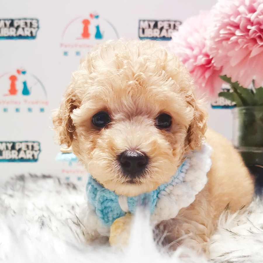 Maltipoo Puppy (Male) For Sale
