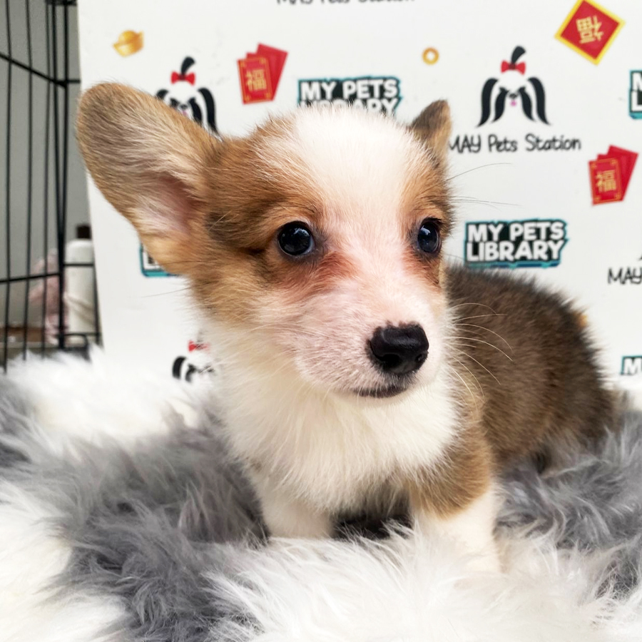 MKA Welsh Corgi Puppy (Male) For Sale