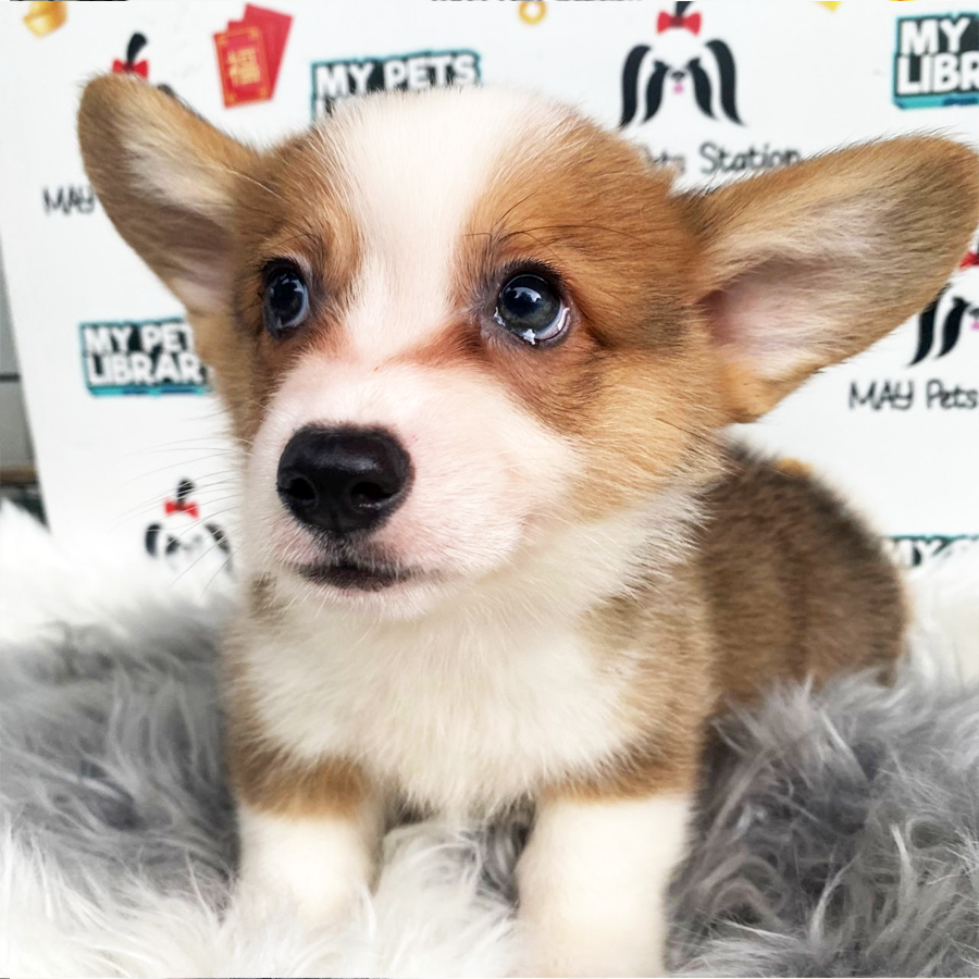MKA Welsh Corgi Puppy (Male) For Sale