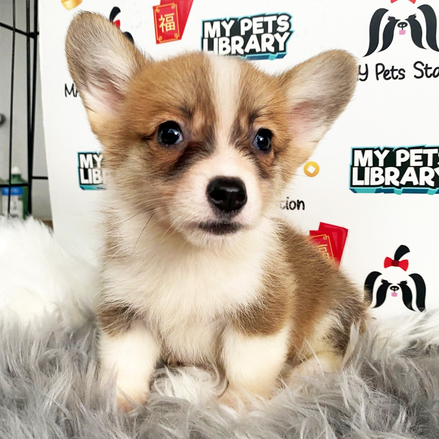 MKA Welsh Corgi Puppy (Female) For Sale