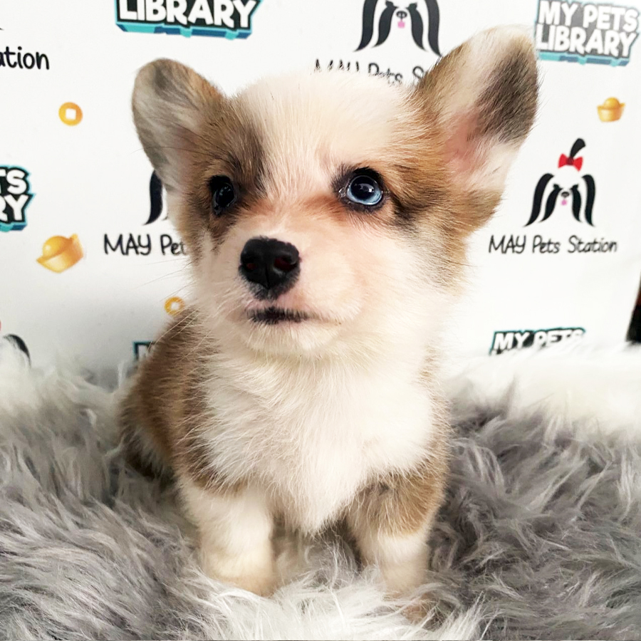MKA Welsh Corgi Puppy (Male) For Sale