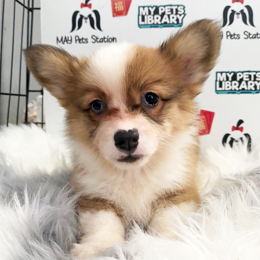 MKA Welsh Corgi Puppy (Female) For Sale