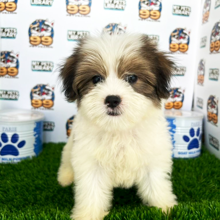 Shihpoo Puppy (Female) For Sale