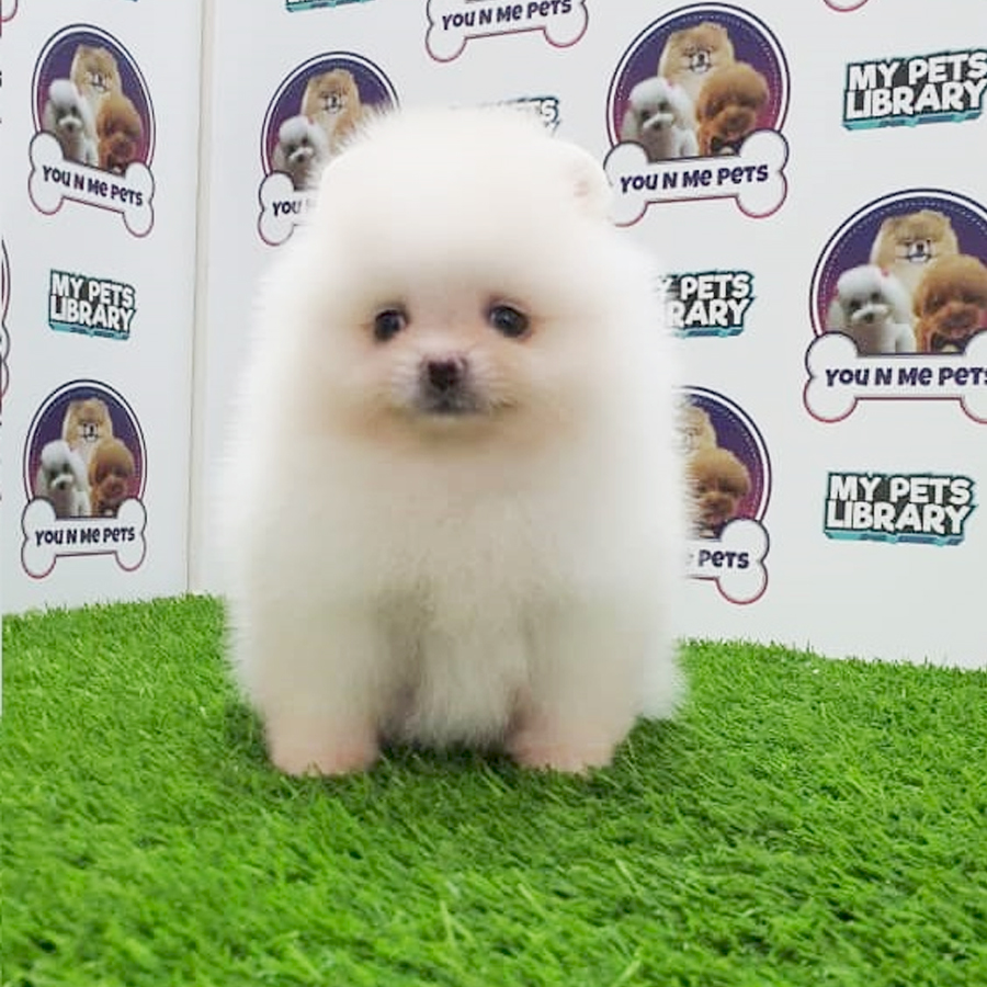 MKA Pomeranian Puppy (Male) For Sale