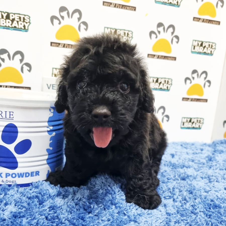 Toy Poodle Puppy (Male) For Sale
