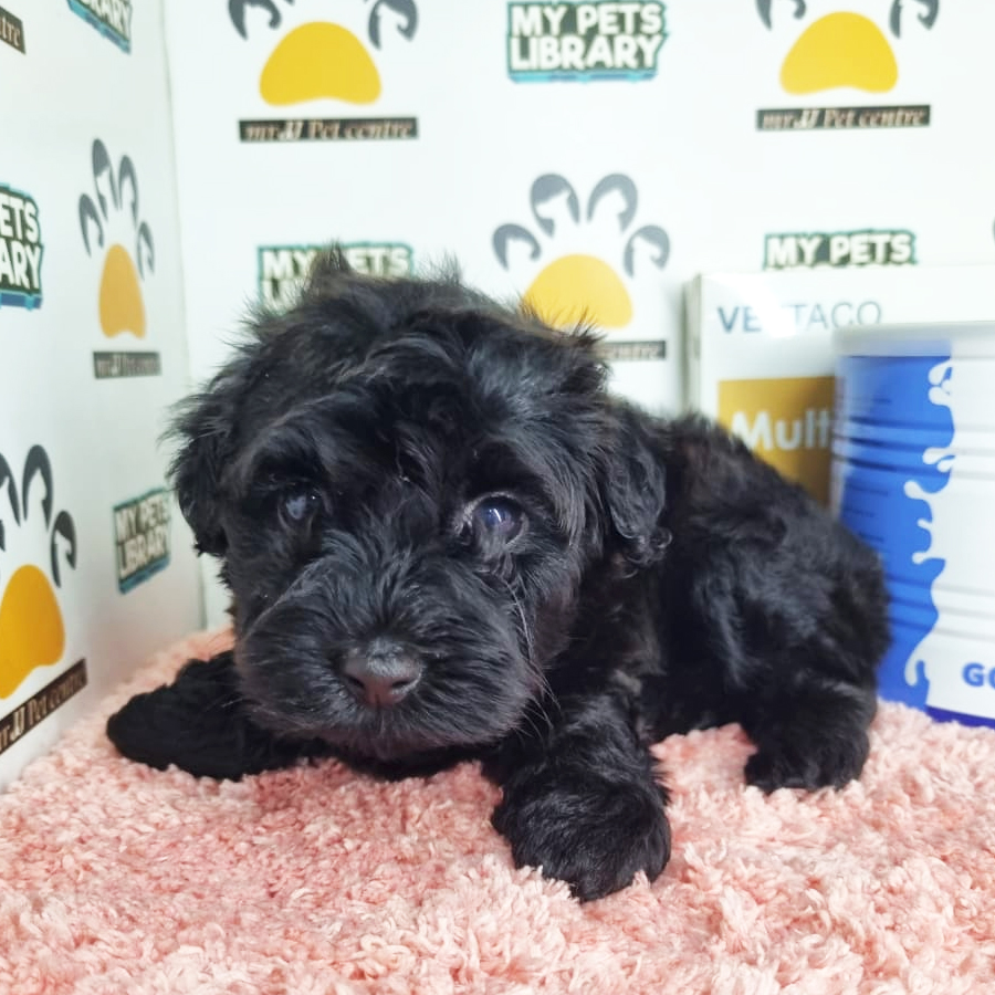 Toy Poodle Puppy (Female) For Sale